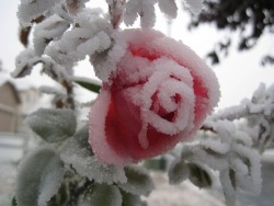 chywanbeast:  sofysticated:  Frozen Rose  this actually looks
