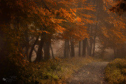 forbiddenforrest:  Secret Path by ildikoneer on Flickr. 