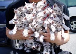 ka-leid-o-scope:  Bushel of kittens 