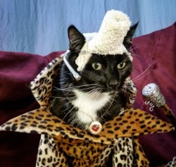 cat-cosplay:  “Freeze those knees, my chickadees! Time to celebrate