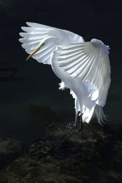the-rouge-rose2u:    White Egret  