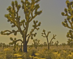 robertalanclayton:Mojave Desert, RA Clayton