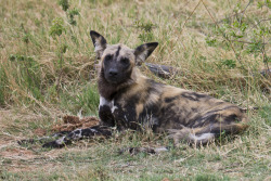 llbwwb:  African Wild Dog, the ‘Painted Wolf’ (by Ian.Kate.Bruce’s