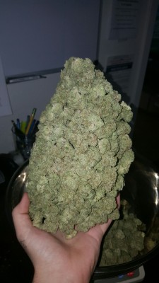indica-lungs:  300 grams of Chiquita Banana at 34.58% THC sticky