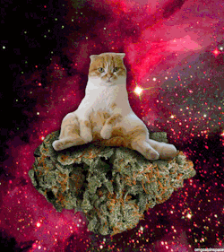 greenleafsociety:  herb cat