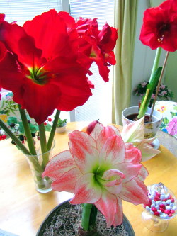 piprobinthegarden: Lots of Amaryllis color in the dark days of