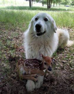 cuteanimalspics:  “Look at what I found!”