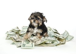 lossed:  unentered:  This is the money dog.  Reblog him for