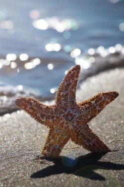 heaven-ly-mind:  Summer starfish in AC by Michel Bellemare on