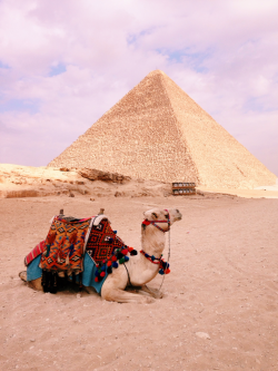 tash-adventures:  Egypt. 