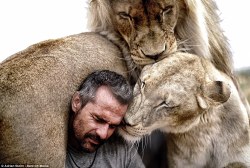 cctvnews:  Meet the renowned lion whisperer and his pride of