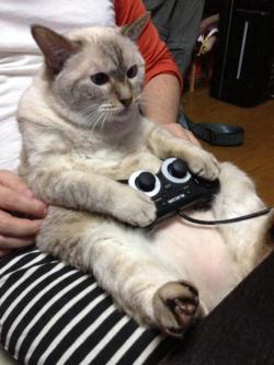 catsbeaversandducks:  Cats are very serious about video games.“Pew!