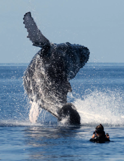 nubbsgalore:  for a typical forty ton humpback to breach the