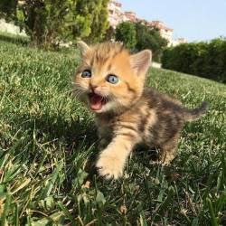 awwww-cute:  On the Prowl (Source: http://ift.tt/2naW9CC)