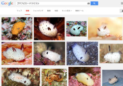 bopeep:  drgnfckr:  warpstar:  (black-speckled velvet sea slug?