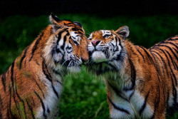 alltiger:Tiger make-up (by Todd Ryburn)