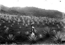 cazadordementes:  Tequila Jalisco. 1914 