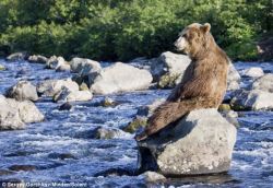 loveforallbears:  Bear exhausted by hunt for salmon supper Read