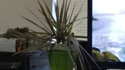 So my spiky dracaena didn’t like being outdoors. Can anyone