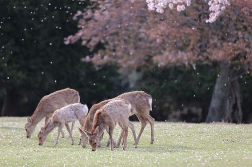silvaris:  Spring Time by RISA TAKEDA