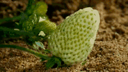 sixpenceee:  Strawberry Growth Timelapse(Source)