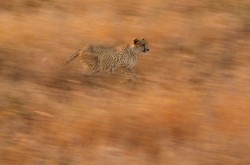 The paws are quicker than the eye (Cheetah in Kruger National