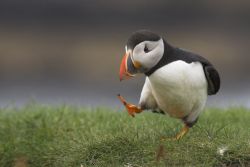 Puffin’ along