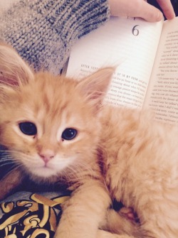 emiblogsbooks:Percy has decided to join reading time today and