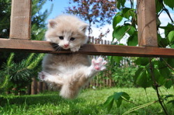 mapelie:  magical-meow:    italiy19-63    Hang on kitty