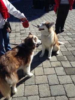 Siberian husky puppies!!!!