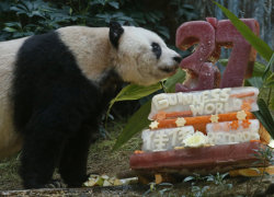 huffingtonpost:  Oldest Known Giant Panda Celebrates 37th Bear-thday (Photo Source: Associated Press) 