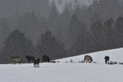 lonestray:  Yellowstone wolves by Suzanne Tanaka