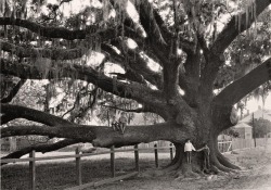 Edwin L. Wisherd - Enfants assis sur les branches d’un chêne