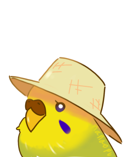 pao-pao-pao:  sunhat budgie is here to remind you to drink plenty