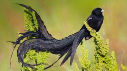 iluvsouthernafrica:  The Long-tailed Widowbird: The Long-tailed