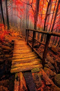 sirmattheww:  Amazing forest colors #fall 