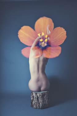 lisakimberly:  pis·til noun The female organs of a flower, comprising