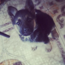 Mi nueva perrita *-*