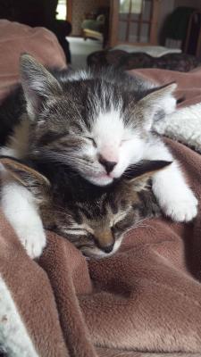 awwww-cute:  My parents got new kittens. They totem when they