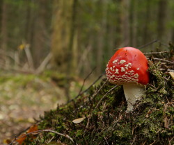 raverams:  Fly agaric / Vliegenzwam / Amanita muscaria Info: