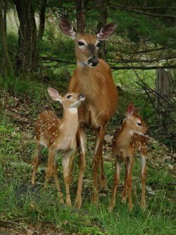 megarah-moon:  “White Tailed Family” by  Adnamac   