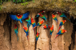 ternpest:  Scarlet Macaws | Zoltan Szabo 