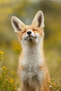 forfoxesonly:  THIS FOX IS LIKE, “EVERYTHING’S GOIN’ WELL.