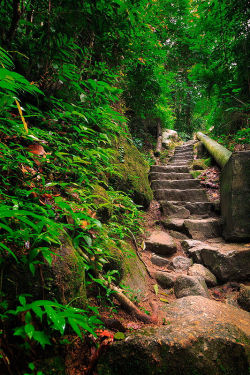 lori-rocks:  Jungle Stairs….by  M AlHarby 