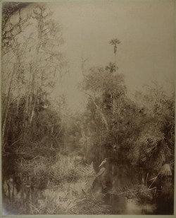 dame-de-pique:  George Barker  Florida, Everglades, c. 1880 