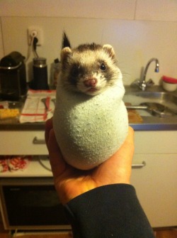 its-mokka:  Mokka crawled into my sock. What even are ferrets?