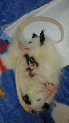 opossummypossum:  Opossums are usually solitary animals, but these two leucistic (white) siblings, Aspen and Keebler, can’t get enough of each other. 