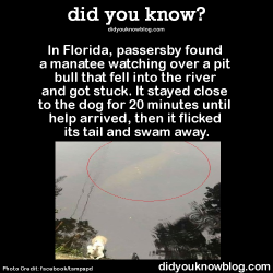 did-you-kno:  In Florida, passersby found a manatee watching