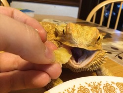 yeahponcho:devour banana, a rare treat