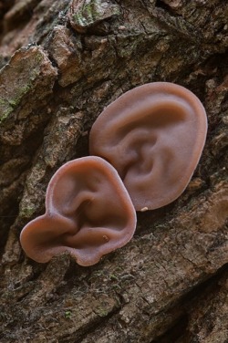 ‘Jelly Ear Mushroom aka Auricularia Auricula-Judae’